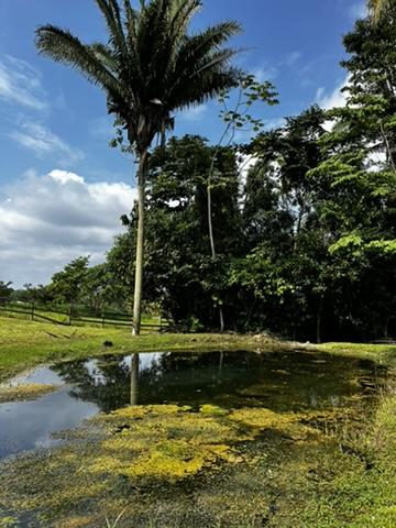81 acres near Belmopan, in Agua Viva, creek, pastures and jungle with insane views!